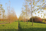 47 Venneperhout zuid